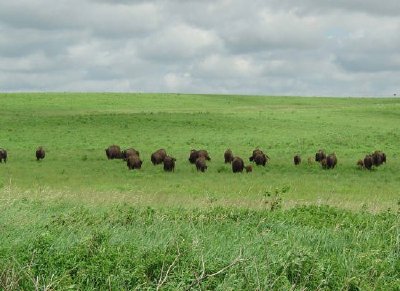 Bison paissant sous un ciel nuageux