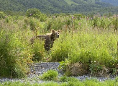 Ours brun dans les hautes herbes