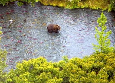 Braunbär im oberen russischen Fluss