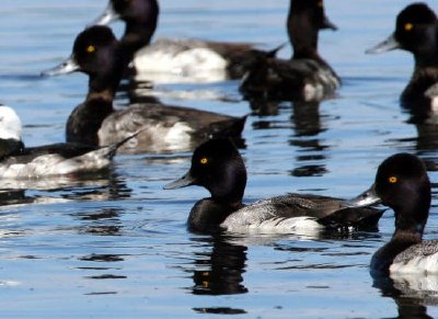 Bufflehead ו scaup גדול יותר