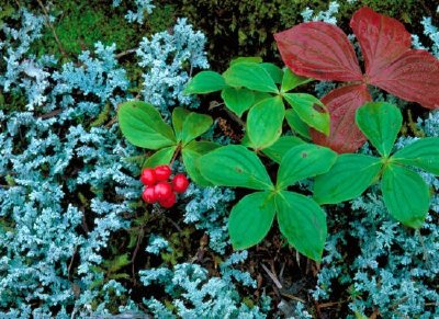 Bunchberry jigsaw puzzle