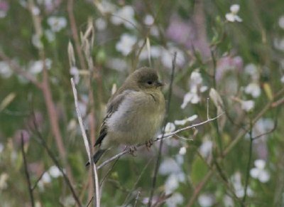 Bushtit