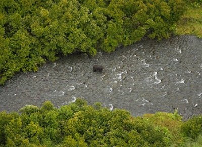 Orso nero nel fiume russo