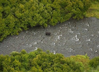 Black Bear in Russian River