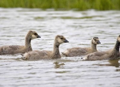 Kacklande kanadagåsungar