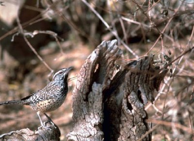 Cactus wren