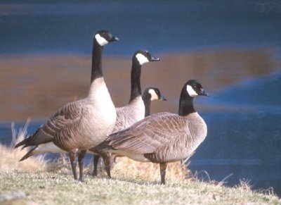 Canada geese