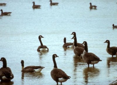 Kanadagäss i ett Ohio våtmarksområde