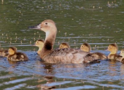 Canvasback brood