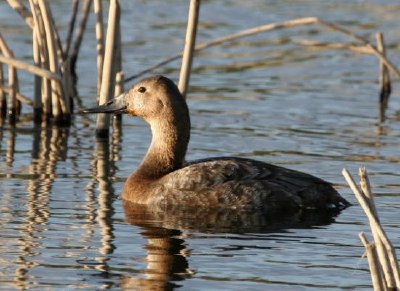 Canvasback hen jigsaw puzzle