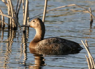 Canvasback Henne