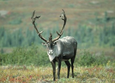 Caribou jigsaw puzzle