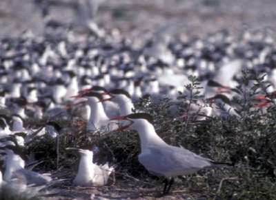 Caspian terns