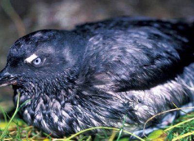 Auklet de Cassins