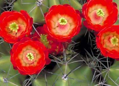 Claret cup cactus jigsaw puzzle