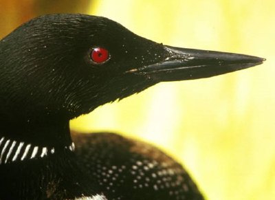 Common Loon