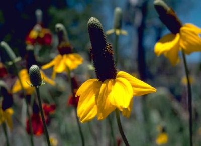 Coneflowers