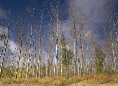 Cottonwood stand jigsaw puzzle