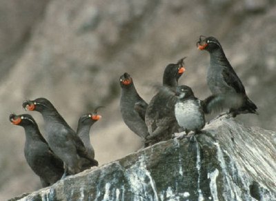 קבוצת Crested Auklet על סלעי צוק