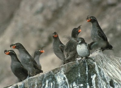 Crested Auklet Group sur Cliff Rocks