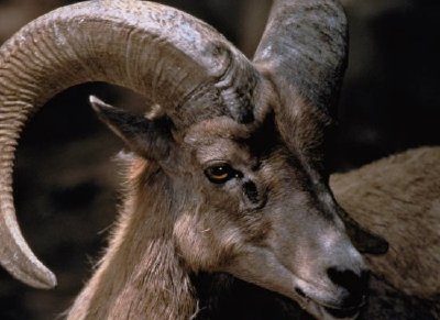 Pustynny Bighorn