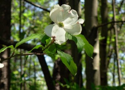 山茱blossom開花