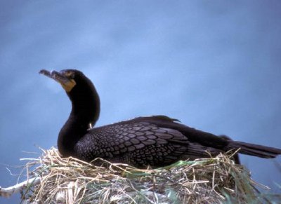 Cormoranes de doble cresta