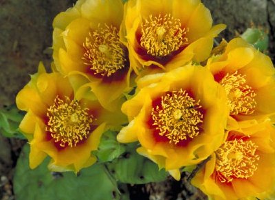 Eastern prickly pear cactus