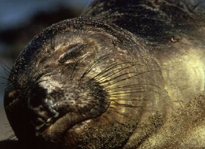 Elephant Seal