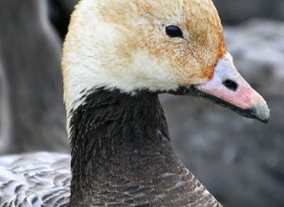 Emperor Goose