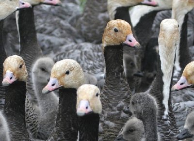 Rassemblement de l'Empereur Goose