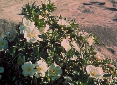 Eureka Evening Primrose jigsaw puzzle