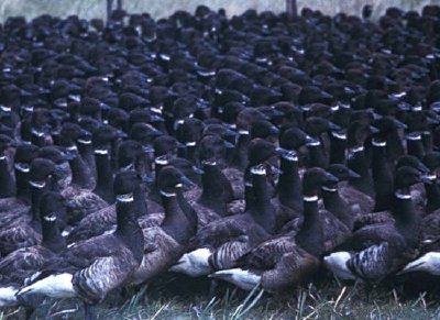 Brant sem vôo na armadilha