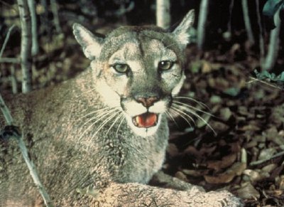 Florida Panther