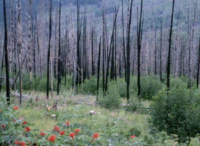 Recuperación forestal