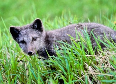 Fox Pup