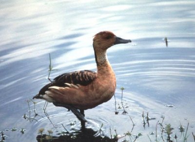 Canard siffleur fulveux