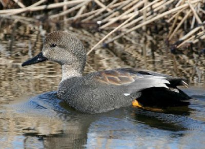 Gadwall Drake jigsaw puzzle