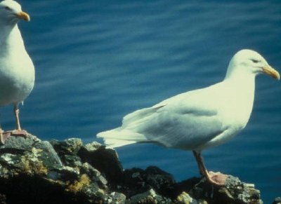 Glaucous Möwen