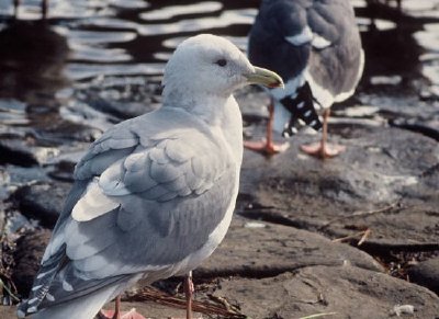 Glaucous-winged mås