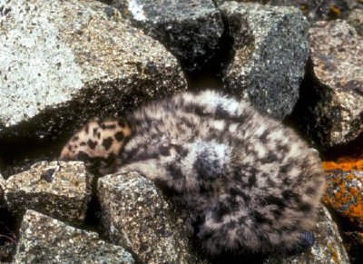 Glaucous-winged-winged Gull Chick