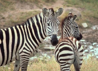 Becas Zebra