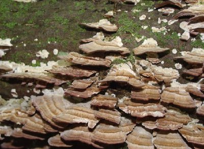 Graue Regalpilze, die auf altem Baumstamm wachsen