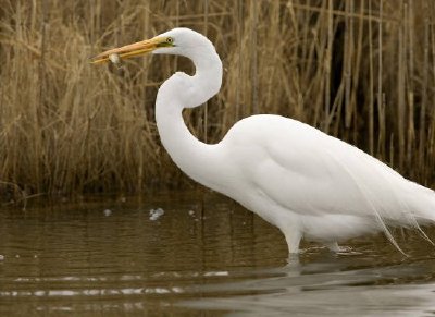 Great egret catches fish