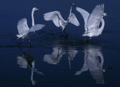 Great egrets jigsaw puzzle