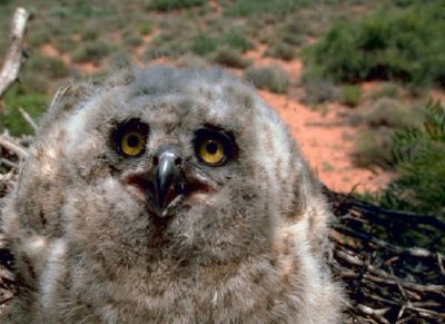 Great Horned Owl (3 weeks)