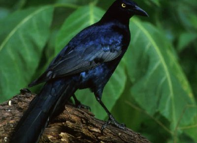 Great-tailed grackle