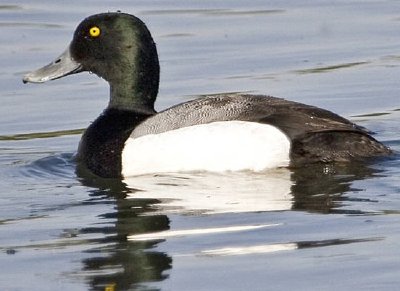 Greater Scaup drake jigsaw puzzle
