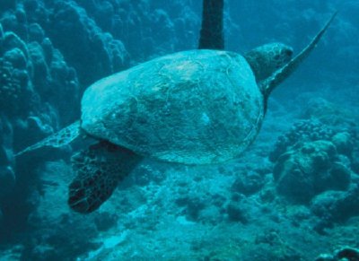 Tortue de mer verte