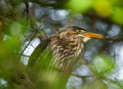 Green-backed heron close-up